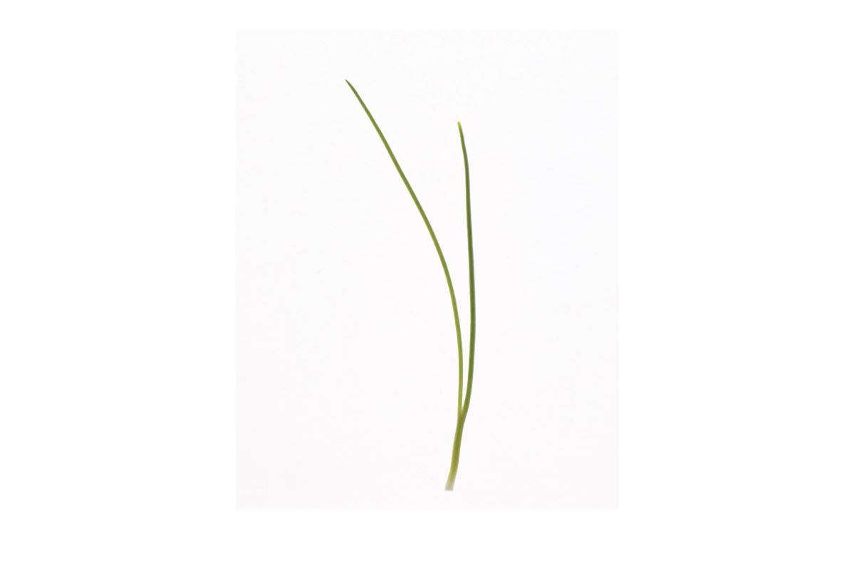 Scallion – Organic Microgreen Seed