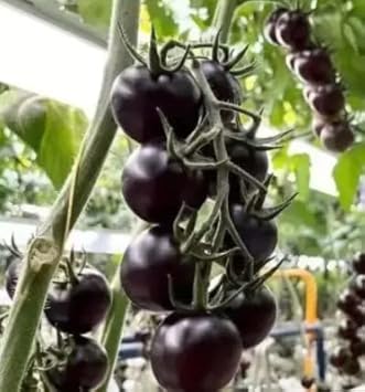 Black Tomato Vegetable Seeds for Planting