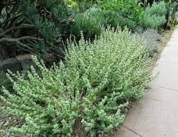 Sage Teucrium Scorodonia Flower Seeds for Planting ,Heirloom Seeds - Teucrium for planting in home garden