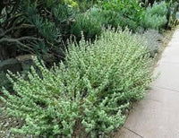 Sage Teucrium Scorodonia Flower Seeds for Planting ,Heirloom Seeds - Teucrium for planting in home garden