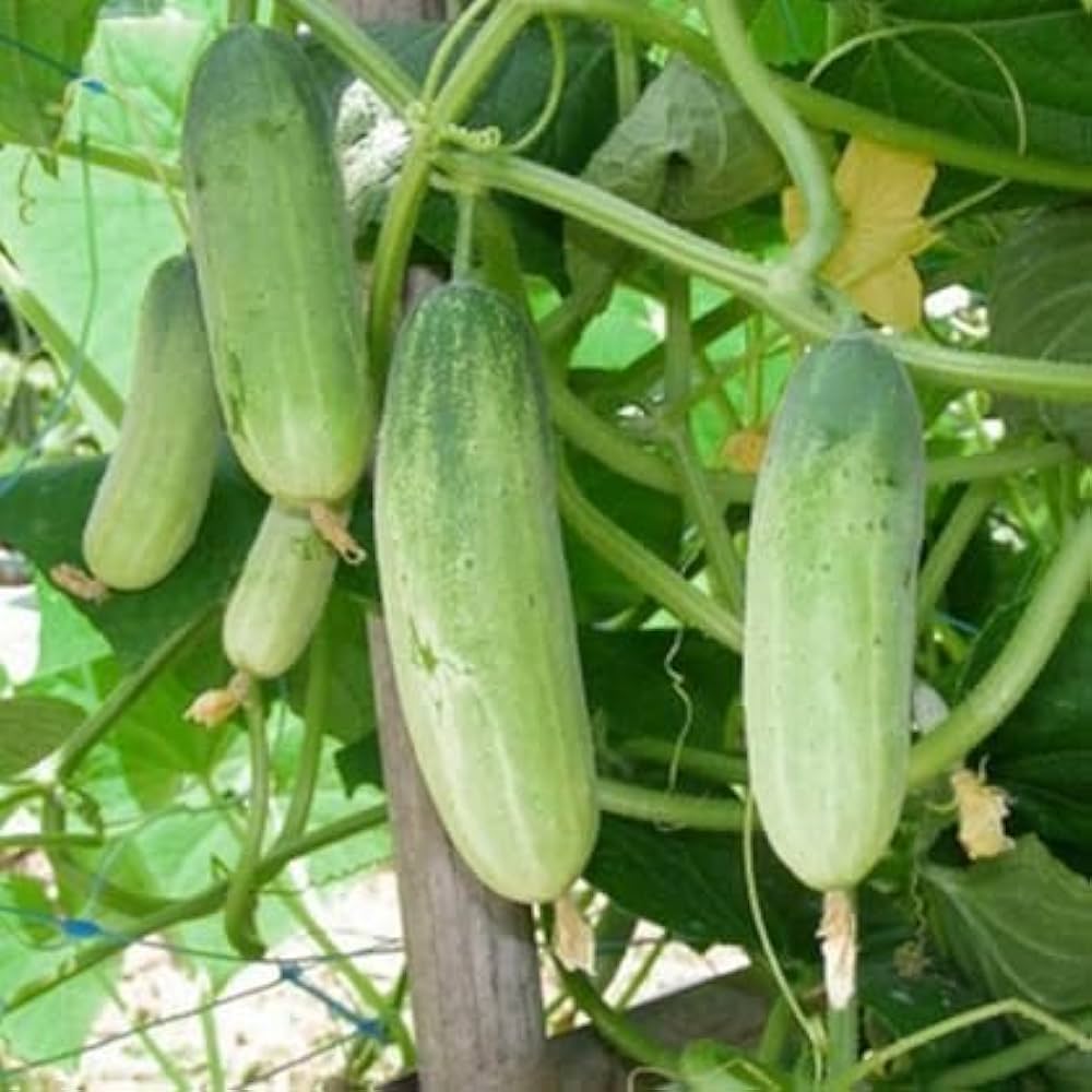 Large Cucumber Heirloom Vegetable Seeds