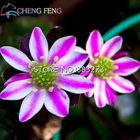 Pink White Hepatica Seeds for Planting – Organic, Heirloom, Non-GMO Flower Seeds