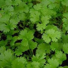 Coriander Vegetable Seeds for Planting, heirloom & Non-GMO Seeds