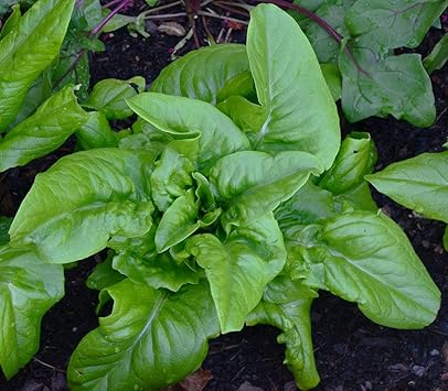 Amish Deer Tongue Lettuce Seeds for Planting - 100 pcs