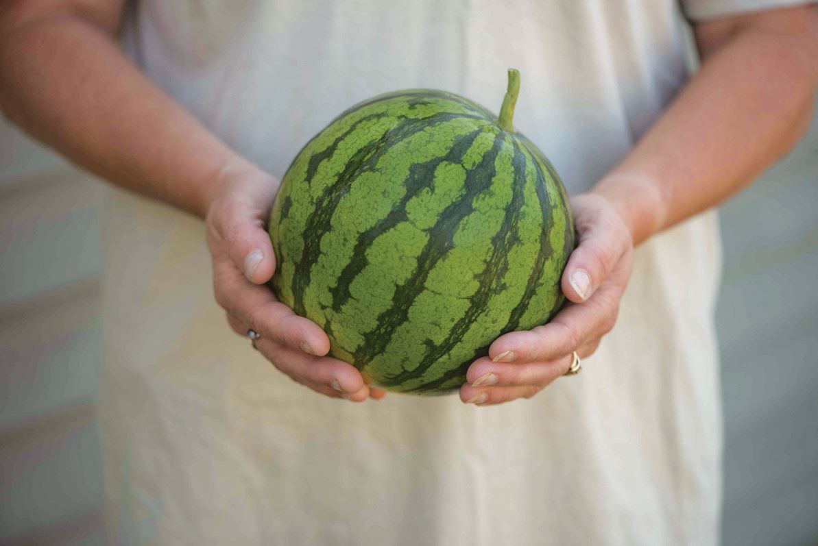 Ocelot – Watermelon Seed