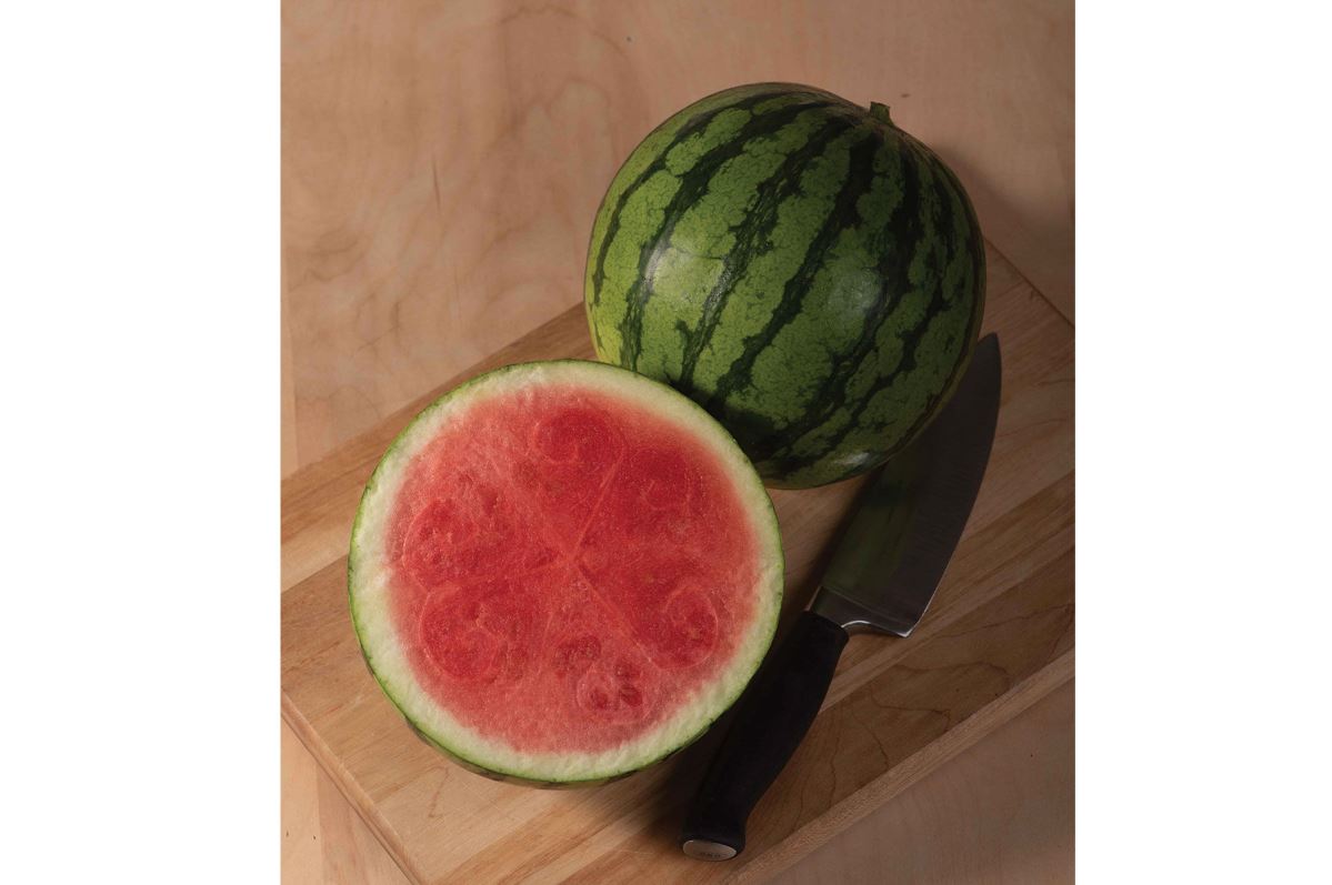 Ocelot – Watermelon Seed