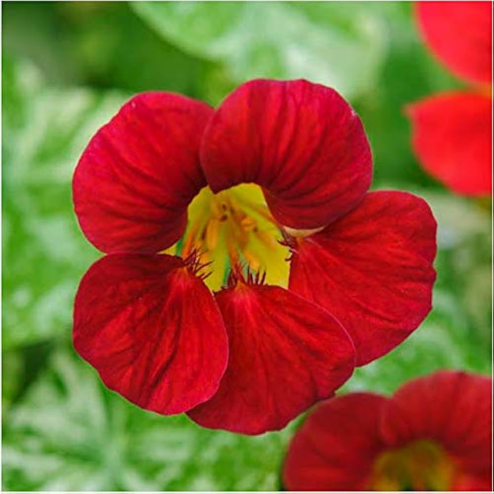 Red Hanging Nasturtium Seeds for Planting - Heirloom seeds for Home Garden, GMO Free - Hanging for planting in home garden