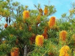 Banksia Plant Seeds Heirloom Non GMO Planting - 100 for planting in home garden