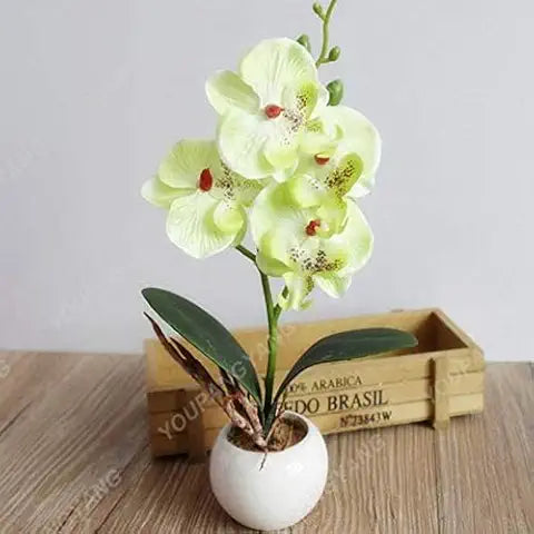 Phalaenopsis Orchid Yellow Miniature Flower - for planting in home garden