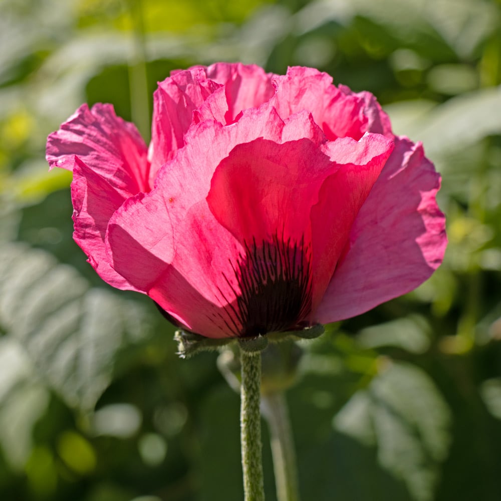 Watermelon Oriental Poppy