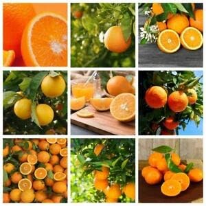 Mixed Orange Fruit Seeds for Planting - Multi-Colour Variety, Ideal for Home Garden