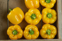 Brocanto – Bell Pepper Seed