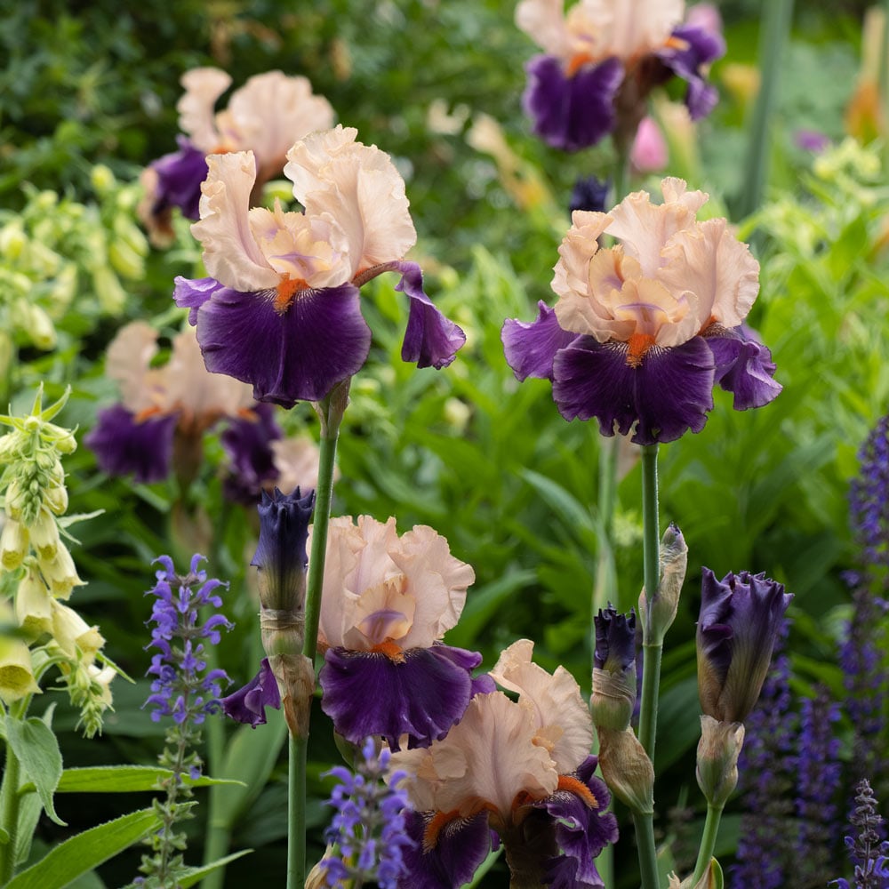 Shades of Pink Bearded Iris Mixture Super Sak Seeds