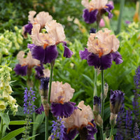 Shades of Pink Bearded Iris Mixture Super Sak Seeds