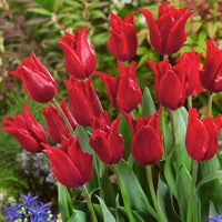 Firespray Tulip Seeds