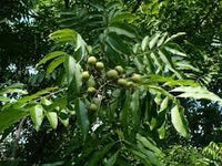 Soapberry Sapindus mukorossi seeds for natural cleaning garden