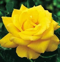 Thick Yellow Rose Flower Seeds for Planting Non-GMO Heirloom Garden Seeds for Growing