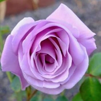 Rose Flower Seeds for Planting 100 -Hierloom Flower Seeds