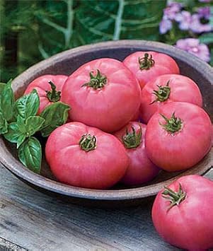 Pink Tomato Solanum lycopersicum for planting in urban garden
