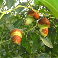 Green-Brown Jujube Fruit Seeds for Planting - Delicious Jujube Tree for Your Garden, Heirloom Seeds