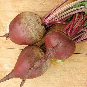 Pink Beetroot Beta vulgaris seeds for garden planting