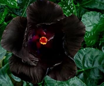 Heirloom Black Hibiscus Flower Seeds – Non-GMO Rare Tropical Blooms for Garden Planting