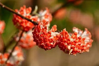 Red Edgeworthia Flower Seeds for Planting - 100 pcs