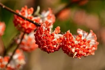 Red Edgeworthia Flower Seeds for Planting - 100 pcs