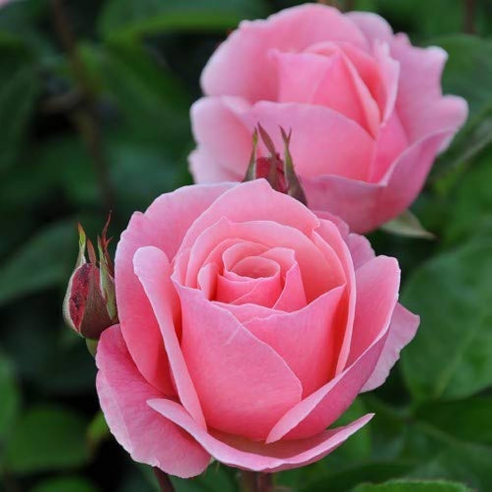 Queen Elizabeth Rose Hardy Shrub Flower Seeds for Home and Garden Planting