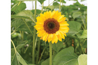 Horizon – Sunflower Seed