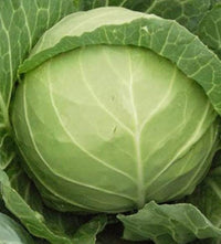 Sweet and Tender – Cabbage Seed