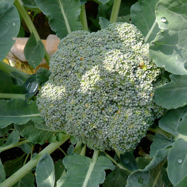 Marathon – Broccoli Seed