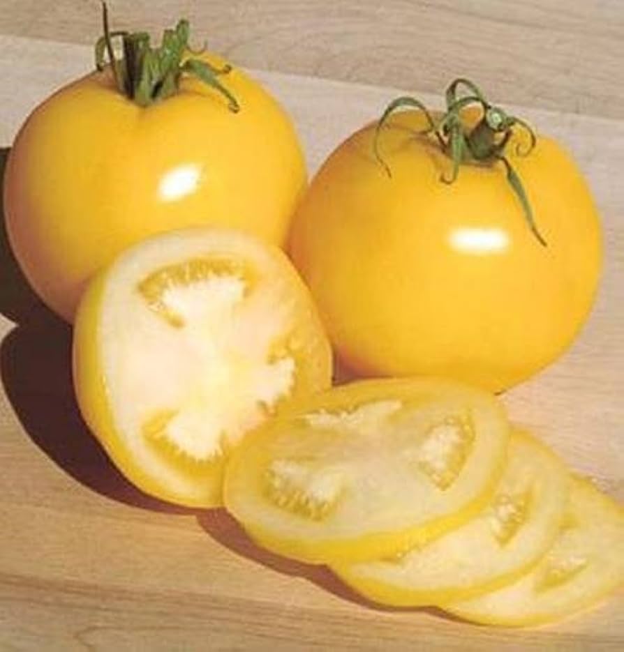 Taxi tomato plant grown from organic and conventional seeds with bright yellow fruits and mild flavor