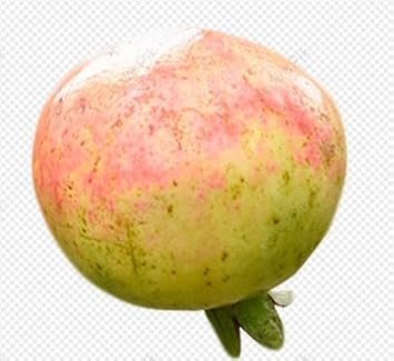 Green Pink Pomegranate Fruit Seeds for Planting - Heirloom & Non-GMO Seeds for Planting