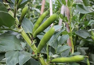 Bean Vegetable Seeds for Planting, 100 pcs