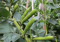 Bean Vegetable Seeds for Planting, 100 pcs