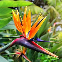 Strelitzia Bird of Paradise Mixed Colors Perennial Flower Seeds