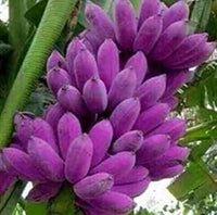 Dorstenia foetida plant seeds