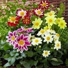 Dahlia Flower Seeds Heirloom Non GMO Planting - 100 for planting in home garden