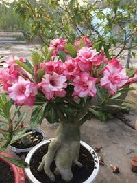 Heirloom Succulent Caudex Seeds – Non‑GMO Ornamental Seeds