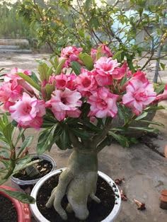 Heirloom Succulent Caudex Seeds – Non‑GMO Ornamental Seeds