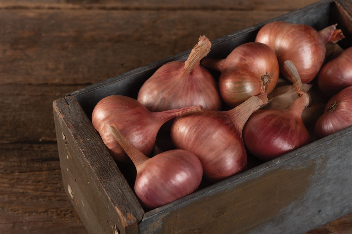 Matador – Organic Shallot Seed