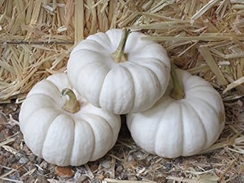 White Pumpkin Cucurbita maxima seeds for garden planting
