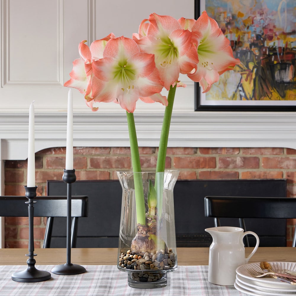 Shine Dream Amaryllis  Seeds