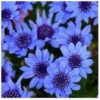 Organic Heirloom Non-GMO Blue Felicia Seeds for Planting – Dainty Garden Blooms