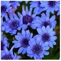 Organic Heirloom Non-GMO Blue Felicia Seeds for Planting – Dainty Garden Blooms