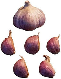 Red Garlic Allium sativum for planting in home garden