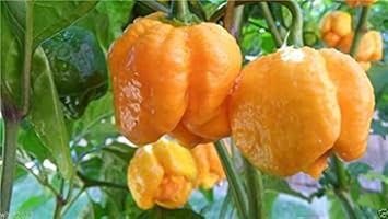 Orange Trinidad Moruga Vegetable Seeds for Planting heirloom & Non-GMO Seeds