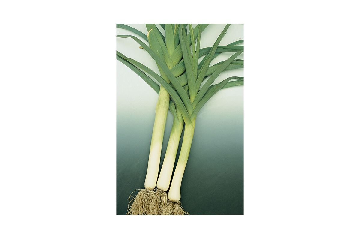 King Richard – Organic Leek Seed