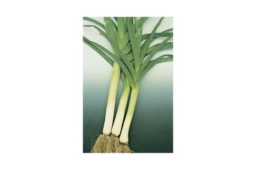 King Richard – Organic Leek Seed